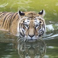 Kuş gribi nedeniyle 47 kaplan öldü