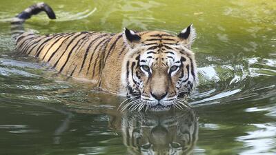 Kuş gribi nedeniyle 47 kaplan öldü