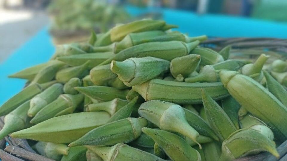 'Bamya cips' yapıldı, 41 dolara satıldı!