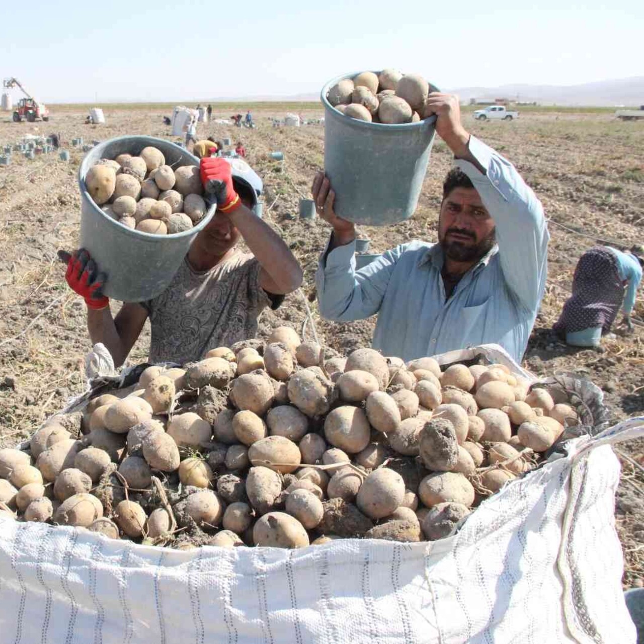 İki ilçenin geçim kaynağı patates oldu