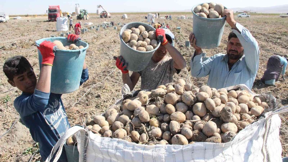 İki ilçenin geçim kaynağı patates oldu