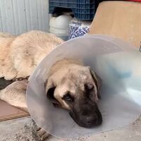Sokak köpeğini sopayla dövdü!