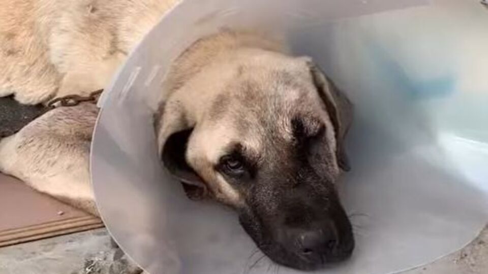 Sokak köpeğini sopayla dövdü!