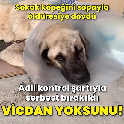 Sokak köpeğini sopayla dövdü!