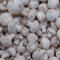 Mantardaki gıda zehirlenmesi riskine dikkat!