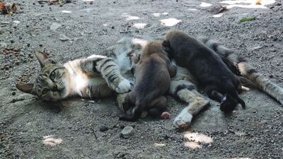 Kedi, 2 yavru köpeğe 'sütanne' oldu