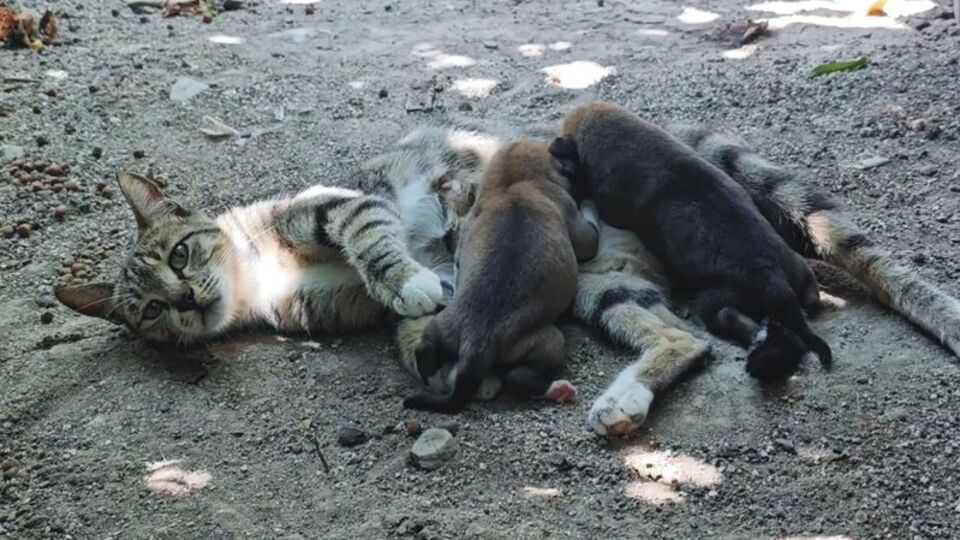Kedi, 2 yavru köpeğe 'sütanne' oldu