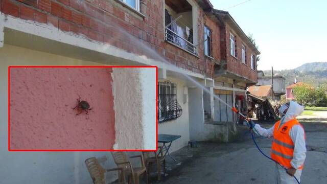 Evlere dadandı: İlaçlama timi oluşturuldu