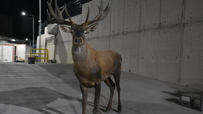 Fabrika bahçesinde yaralı geyik bulundu