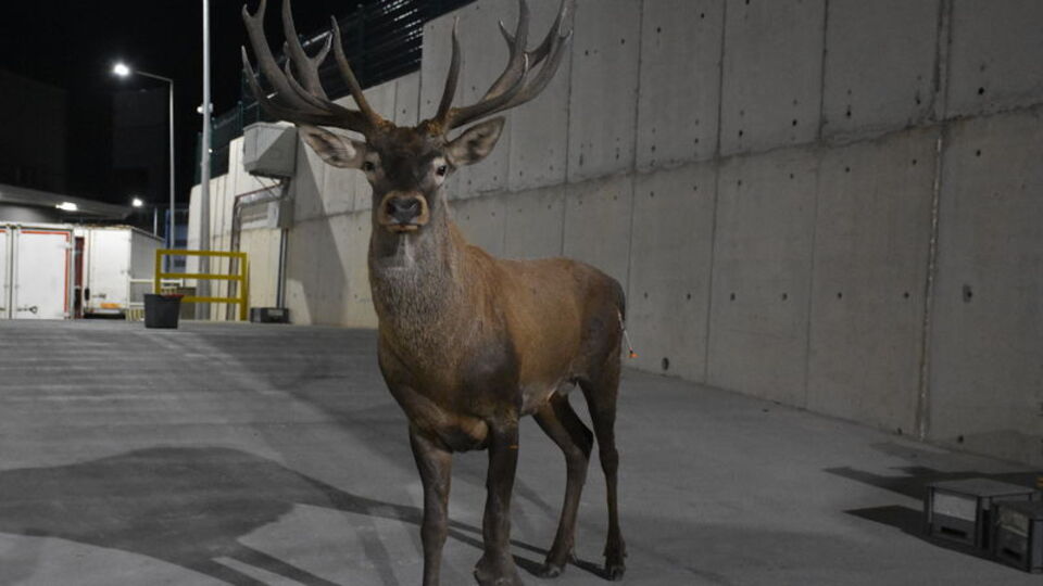 Fabrika bahçesinde yaralı geyik bulundu