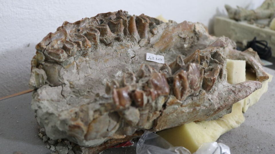 En eskisi 9 milyon yıllık! Sayı 150'yi buldu