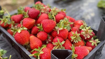 Samsun'da üreticiye 1.7 milyon çilek fidesi