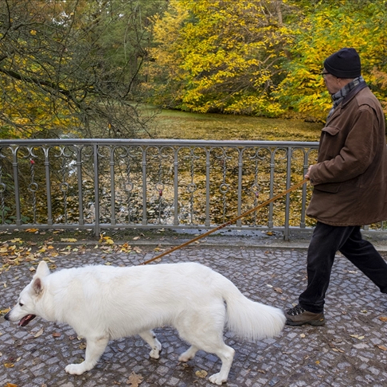 Almanya, köpek vergisinden rekor gelir elde etti