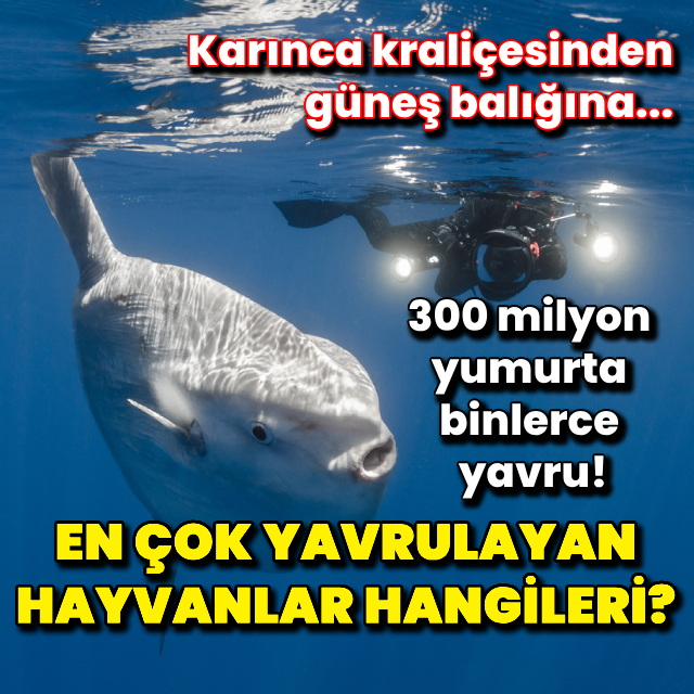 300 milyon yumurta binlerce yavru!