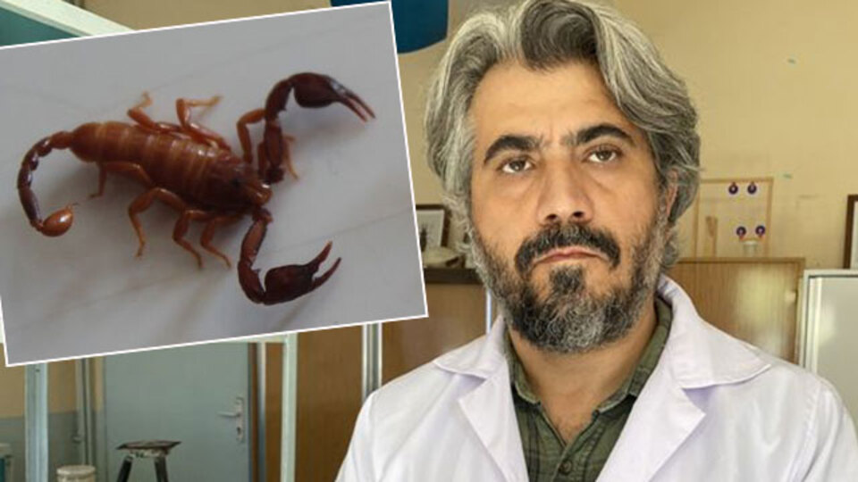 Yeni bir tür akrep! Eşinin ismini verdi!