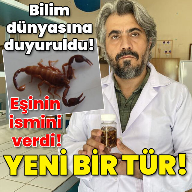 Yeni bir tür akrep! Eşinin ismini verdi!