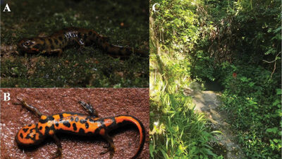 Çin'de keşfedildi! İsmi: Ateş karınlı semender