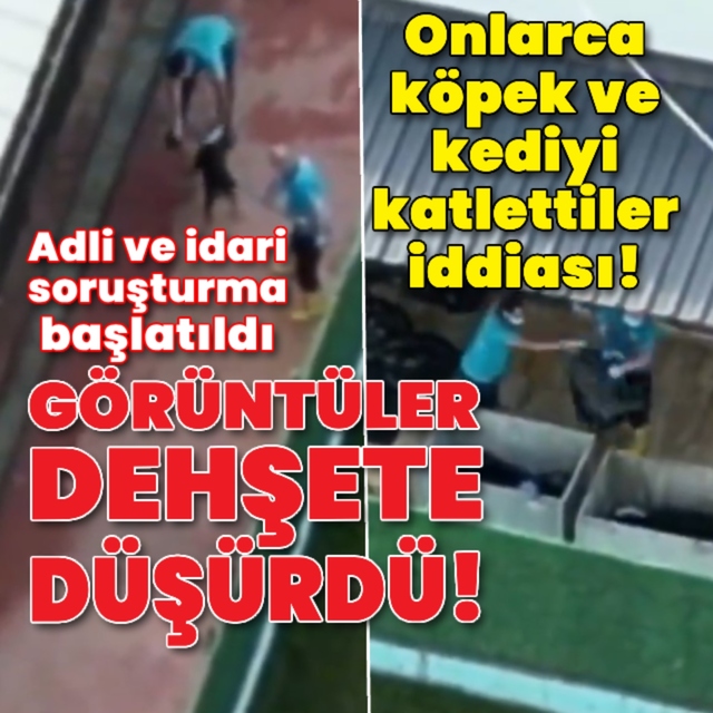 Onlarca hayvanı katlettiler iddiası!