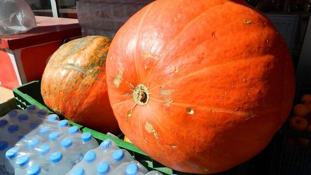 Dev kabak: 36 kilo
