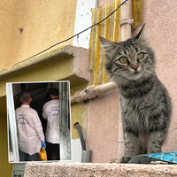 Kedi besleme tartışmasında emekli öğretmen dehşet saçtı: 1'i ağır 2 yaralı