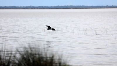 Bir günde 137 kuş türün gözlendiği yer