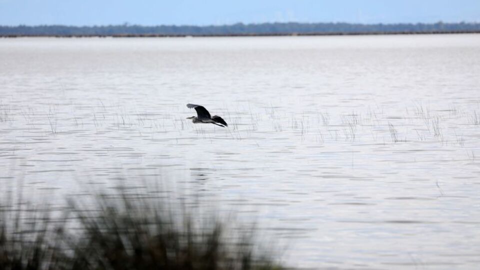 Bir günde 137 kuş türün gözlendiği yer