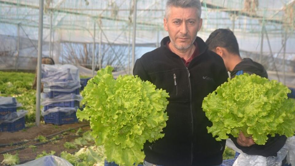 Bilecik'te 1.1 milyon adet fide dağıtılacak