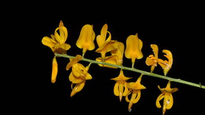 Komşu borçağı Yunanistan'da keşfedildi