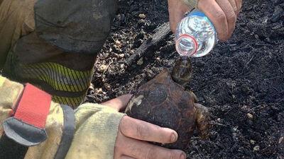Yaşam mücadelesi veren kaplumbağayo böyle kurtardılar