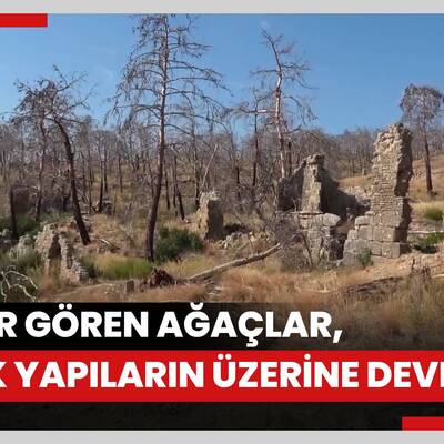 Büyük Manavgat yangınında zarar gören ağaçlar, antik yapıların üzerine devrildi