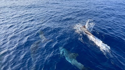 Yunus balıklarının nefesinde mikroplastiğe rastlandı