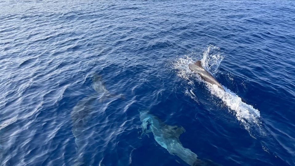 Yunus balıklarının nefesinde mikroplastiğe rastlandı