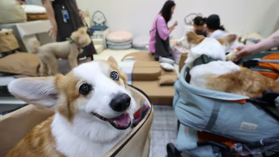 Güney Kore'de yalnızlığın ilacı köpekler