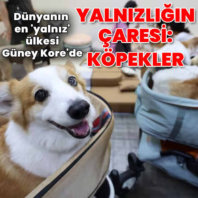Güney Kore'de yalnızlığın ilacı köpekler