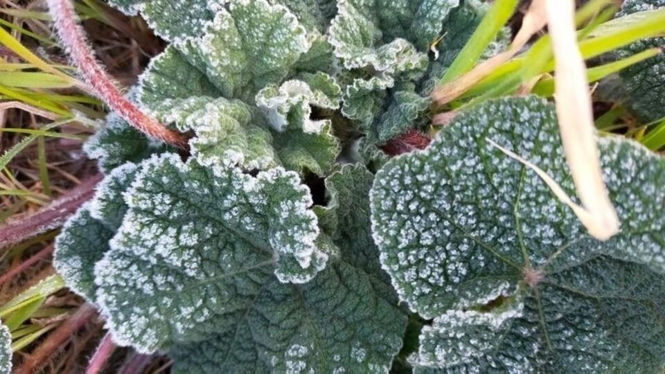 Zirai don uyarısı!