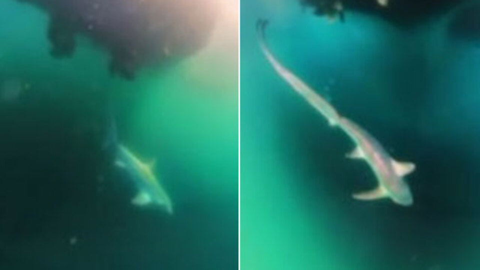 Nesli tükenmek üzere! Oltaya takılan balık herkesi şaşırttı!