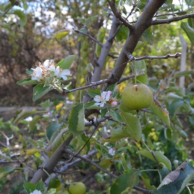 Elma ağacı görenleri şaşırttı