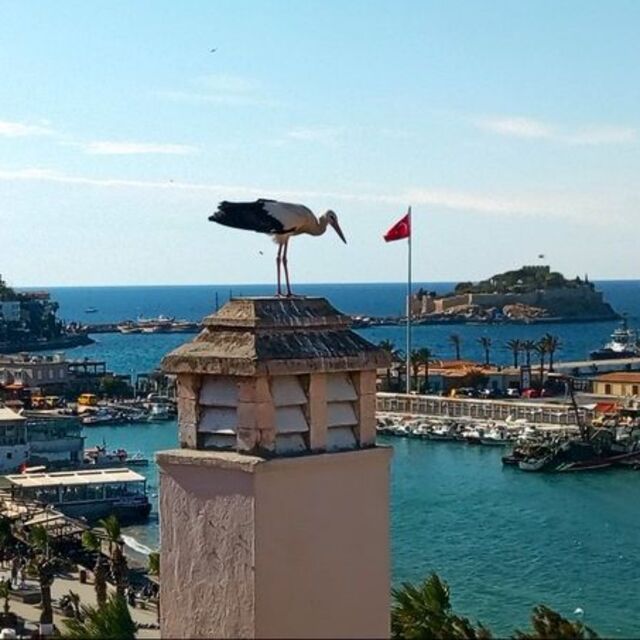 Bulgaristan'dan geldi! Kuşadası'ndan doğaya bırakıldı