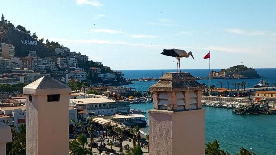 Bulgaristan'dan geldi! Kuşadası'ndan doğaya bırakıldı