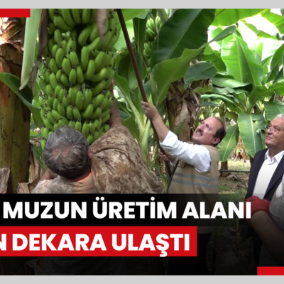 Yerli muzun üretim alanı 70 bin dekara ulaştı