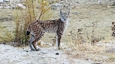 Malatya'da nesli tehlike altında olan vaşak görüntülendi