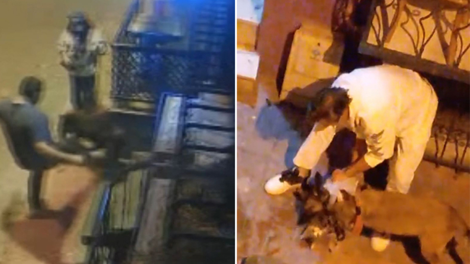 Köpek kedilere saldırdı, sahibi gözaltına alındı