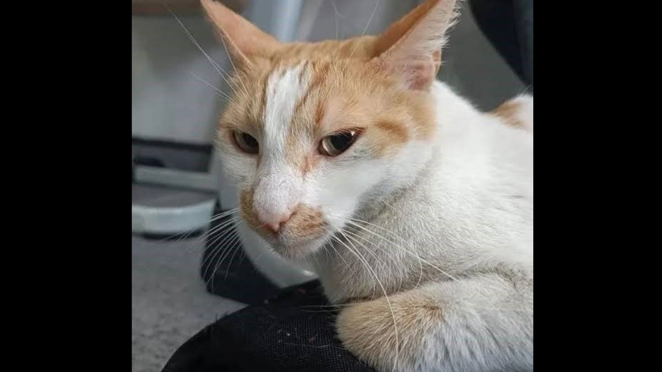 Kedi Faruk davasında karar!