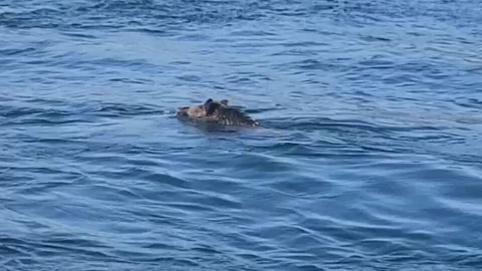 "Palamuta geldik, domuz bulduk"