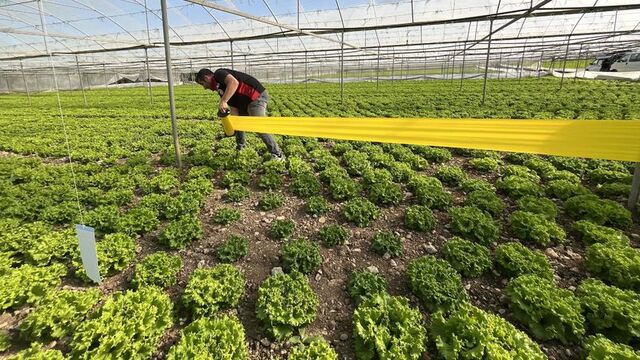 Yaprağı yenen sebzelerde kalıntıyla mücadele