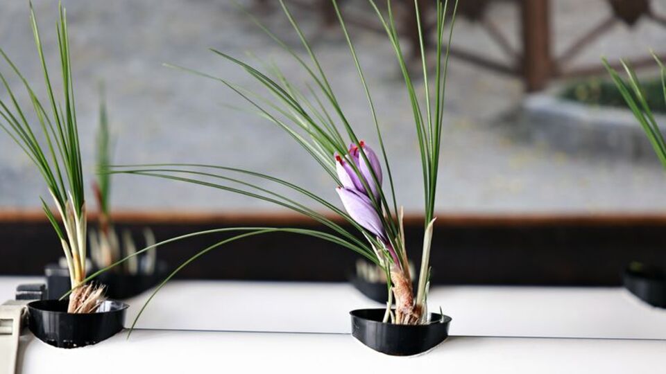 Talas Belediyesi'nin topraksız tarım ürünü