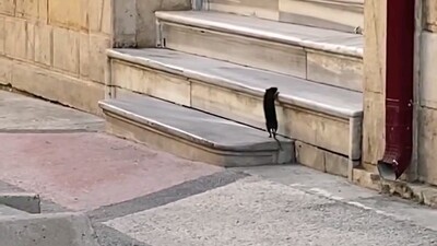 Dev fare insanları korkuttu!