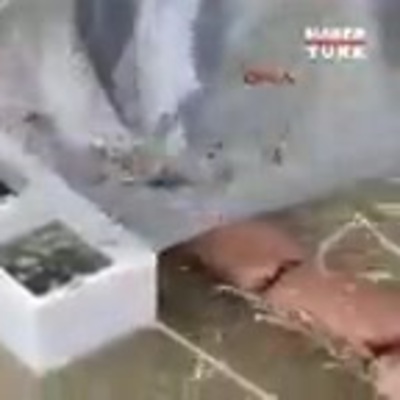 Su seviyesi düşen kanaldaki 3 bin yavru balık kurtarıldı