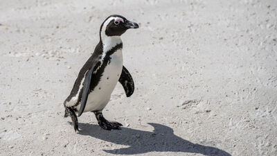 Afrika penguenleri 2035'te yok olacak