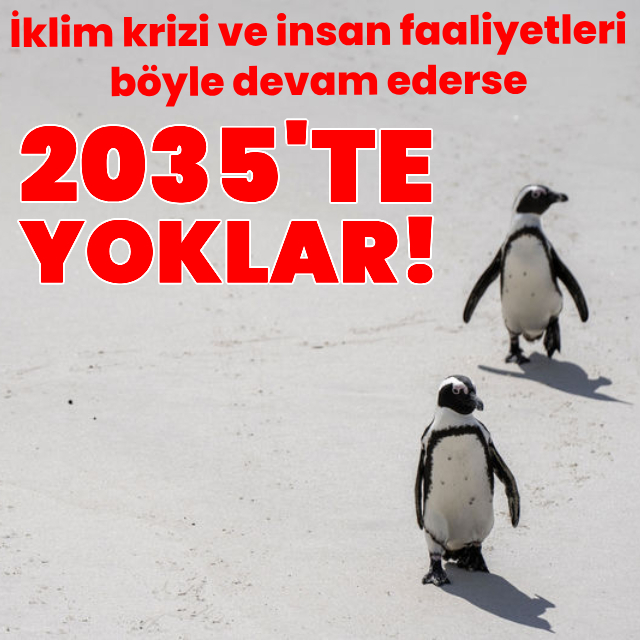 Afrika penguenleri 2035'te yok olacak